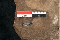 Foto (Detailansicht) von Callitris brongniartii Endl. (NHMW-GEO-2024-0188-8215)